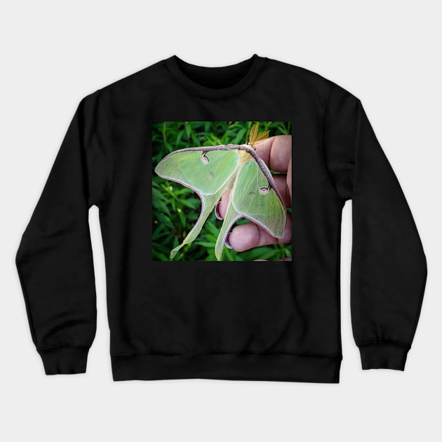 Luna Moth Friend Crewneck Sweatshirt by BellusBestia